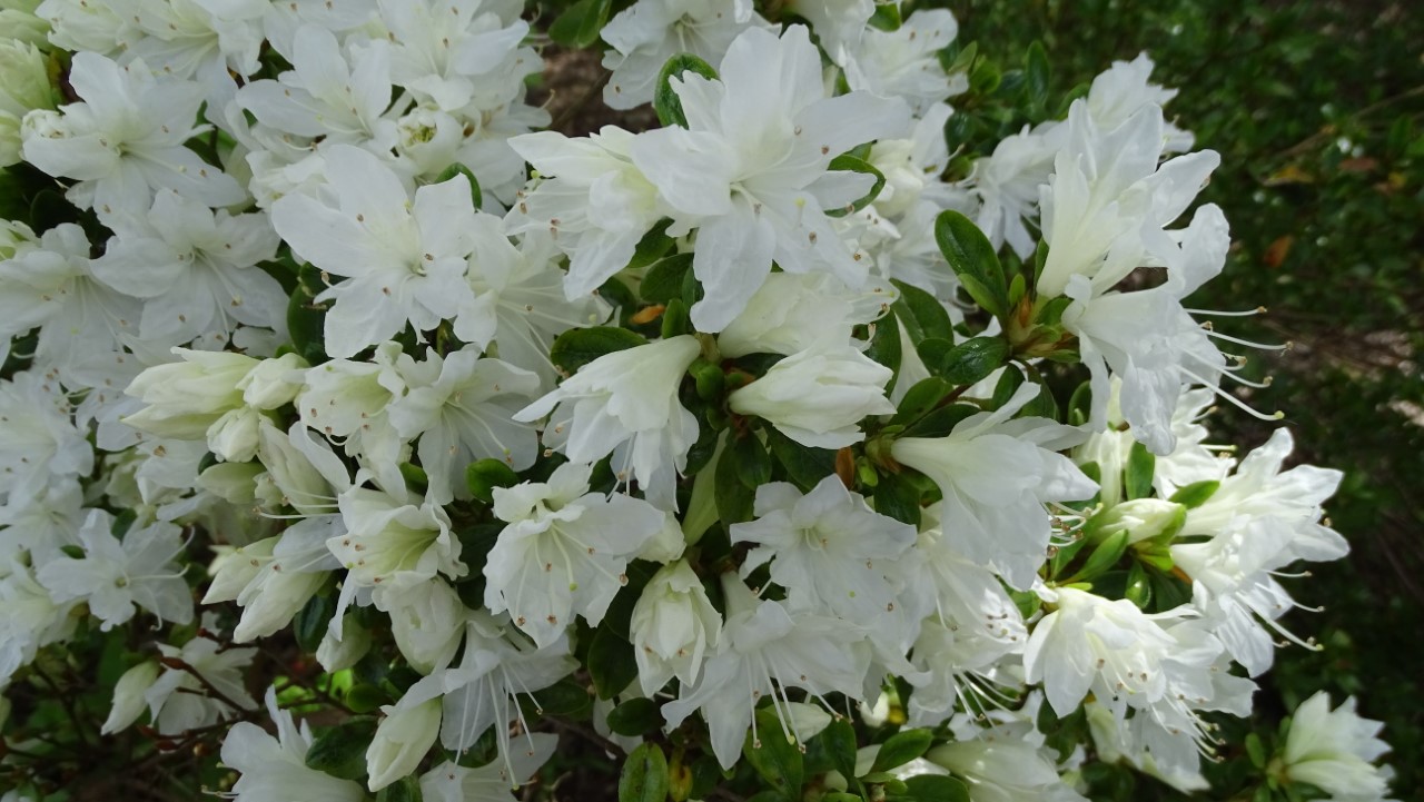 'Shin seikai' Wilson No 3